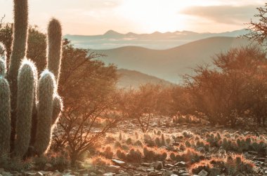 Kuru Bolivya dağlarında kaktüsler
