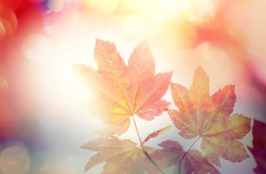 Sonbahar mevsiminde renkli sarı yapraklar. Yakın plan çekim. Arkaplan resmi için uygun.