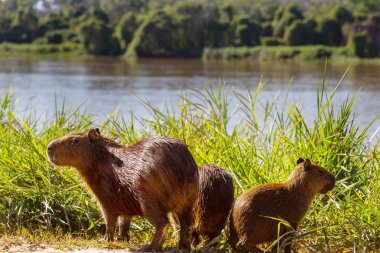 Pantanal, Brezilya, Güney Amerika 'da Capybara