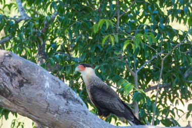 Southern crested caracara (Caracara plancus) in Pantanal, Brazil, South America clipart