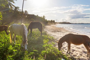Brezilya sahilinde vahşi atlar