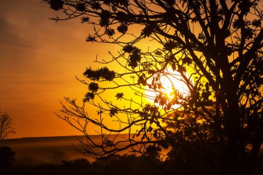 Gün batımında ağaç silueti