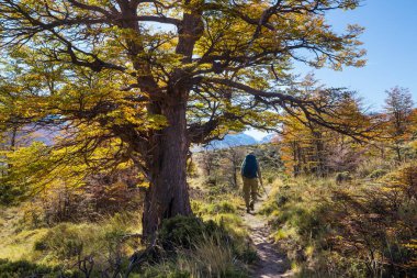 Sonbahar dağlarında yürüyüş. Sonbahar mevsimi teması.