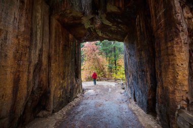 Yosemite Ulusal Parkı, Kaliforniya, ABD 'deki dev bir sekoya ağacının içinden geçen bir tünel.