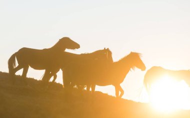 Gün batımında mera üzerinde beyaz at.
