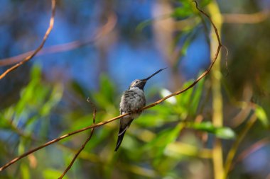 Colorful Hummingbird in Chile, South America clipart