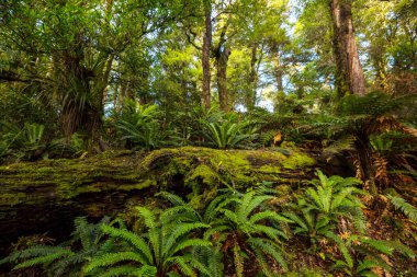 Fabulous rain forest. Trees covered with thick layer of moss. clipart