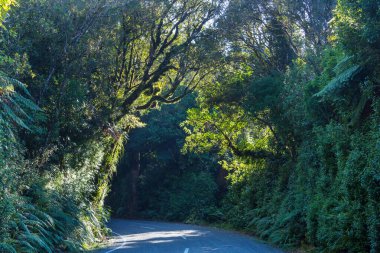 Rural road in the summer forest