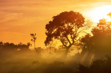 Brezilya Pantanal 'da gündoğumu sahnesi