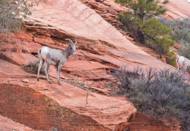 Şelale Dağlarında Vahşi Dağ Keçisi