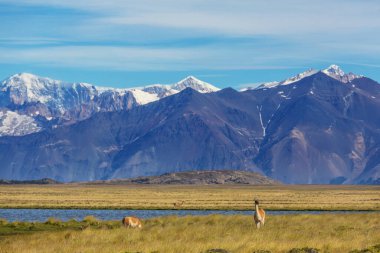 Güney Arjantin 'deki Patagonya manzaraları. Güzel doğal manzaralar..