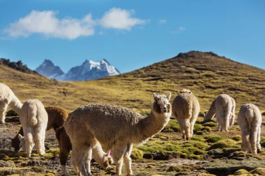 And Dağları, Bolivya, Güney Amerika 'da şirin alpaka
