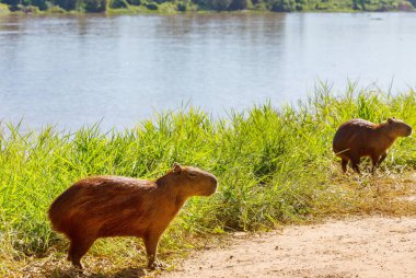 Pantanal, Brezilya, Güney Amerika 'da Capybara