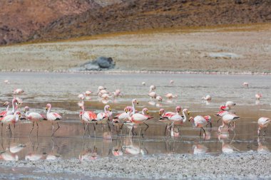 Arjantin 'deki gölde flamingo, vahşi doğa vahşi doğası.
