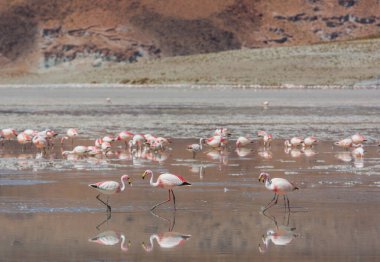 Arjantin 'deki gölde flamingo, vahşi doğa vahşi doğası.