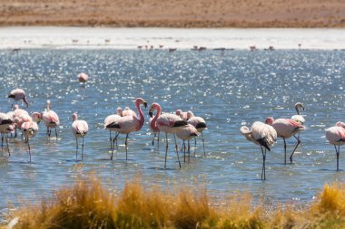 Bolivya Altiplano Gölü 'nde flamingo. Vahşi doğa.