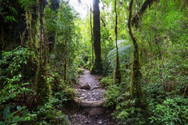 Güney yağmur ormanı, Güney Amerika, Şili 'deki Carretera Austral.
