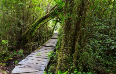 Güney yağmur ormanı, Güney Amerika, Şili 'deki Carretera Austral.