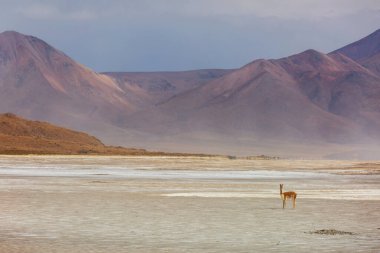 Güney Amerika, Arjantin 'deki kum tepelerinde vahşi vicunalar