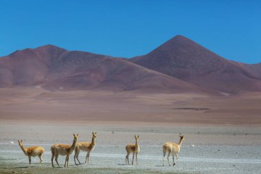Güney Amerika, Arjantin 'deki kum tepelerinde vahşi vicunalar