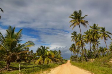 Brezilya 'nın tropik plajlarındaki güzel yaz manzaraları. Tatil arkaplanı.