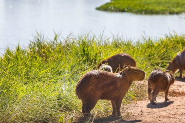 Pantanal, Brezilya, Güney Amerika 'da Capybara