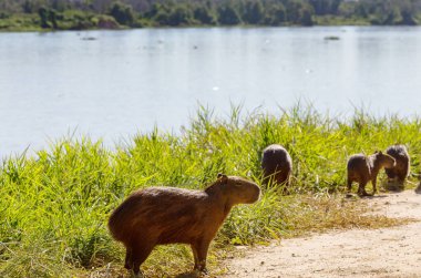 Pantanal, Brezilya, Güney Amerika 'da Capybara