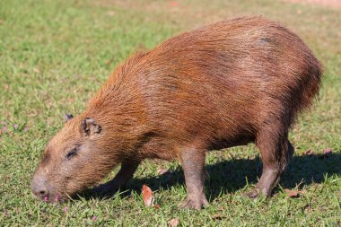 Pantanal, Brezilya, Güney Amerika 'da Capybara