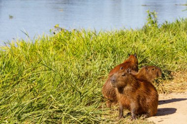 Pantanal, Brezilya, Güney Amerika 'da Capybara