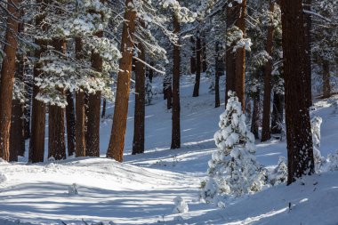 Kış mevsiminde karla kaplı orman manzarası. Noel arkaplanı için iyi.