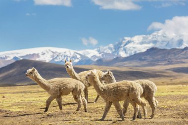 And Dağları, Bolivya, Güney Amerika 'da şirin alpaka