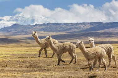 And Dağları, Bolivya, Güney Amerika 'da şirin alpaka