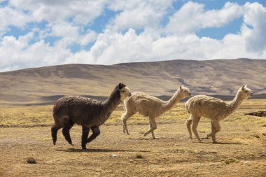 And Dağları, Bolivya, Güney Amerika 'da şirin alpaka