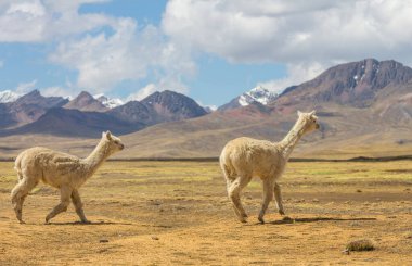 And Dağları, Bolivya, Güney Amerika 'da şirin alpaka
