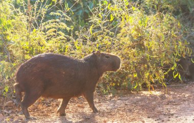 Pantanal, Brezilya, Güney Amerika 'da Capybara