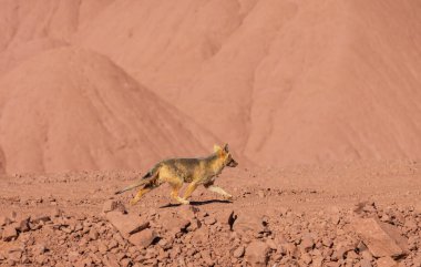 South American gray fox (Lycalopex griseus), Patagonian fox, in Patagonia mountains clipart