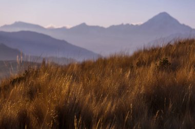 Güneşli bir günde dağ çayırı. Doğal yaz manzarası.
