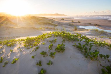 Brezilya 'da okyanus sahilindeki kum tepeleri. Atlantik Okyanusu kıyısında gün doğumu sahnesi..