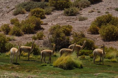 Güney Amerika, Arjantin 'deki kum tepelerinde vahşi vicunalar
