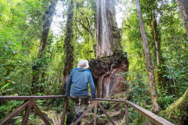 Giant tree in rain forest . Beautiful landscapes in Pumalin Park, Carretera Austral, Chile. clipart