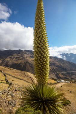 Puya Raimondii Santralleri Peru And Dağları, Güney Amerika 'da.