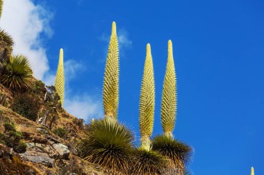 Puya Raimondii Santralleri Peru And Dağları, Güney Amerika 'da.