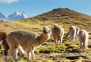 And Dağları, Bolivya, Güney Amerika 'da şirin alpaka