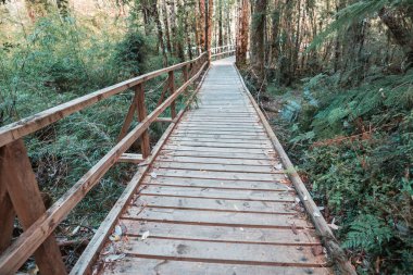 Yeşil yağmur ormanlarında yol