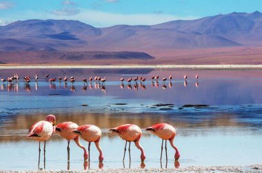 Bolivya Altiplano Gölü 'nde flamingo. Vahşi doğa.