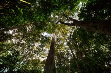 Amazon 'da yağmur ormanları, Manaus, Brezilya