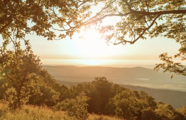 Çiçek çayırında güneşli bir gün. Güzel doğal arka plan. Doğadaki yabani bitkiler.