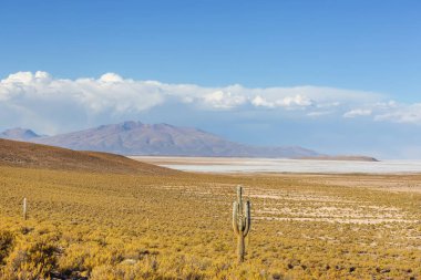 Şili, Altiplano 'da büyük bir kaktüs ormanı. Alışılmadık doğal manzara terk edilmiş güneş enerjisi Güney Amerika 'da seyahat ediyor.