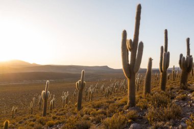 Şili, Altiplano 'da büyük bir kaktüs ormanı. Alışılmadık doğal manzara terk edilmiş güneş enerjisi Güney Amerika 'da seyahat ediyor.