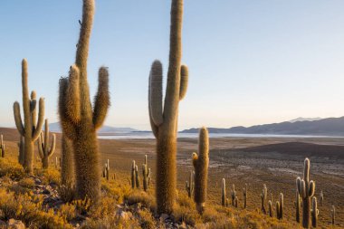 Şili, Altiplano 'da büyük bir kaktüs ormanı. Alışılmadık doğal manzara terk edilmiş güneş enerjisi Güney Amerika 'da seyahat ediyor.